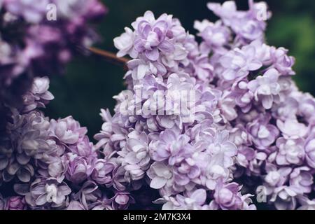 Schöne Fliederblumen. Frühlingsblüte. Blühender Fliederbusch mit zarter, winziger Blume Stockfoto