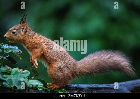 Ein rotes Eichhörnchen, das auf dem Gelände des National Trust von Mount Stewart vor Newtownards, Co Down, entlang eines Astes läuft. Foto: Dienstag, 10. Januar 2023. Stockfoto