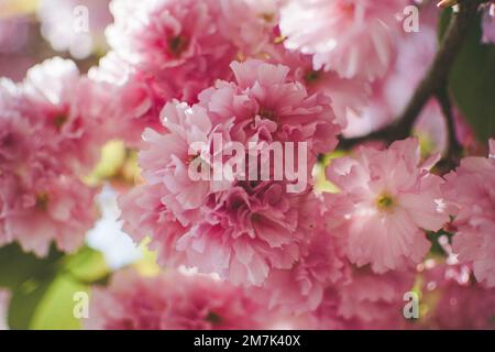Selektiver Fokus auf wunderschöne Zweige rosafarbener Sakura-Blüten im Frühling Stockfoto