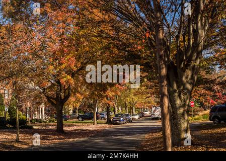 Vornehme Wohngegend von Chevy Chase. Maryland, MD, nordwestlich von Washington, D.C. , USA Stockfoto