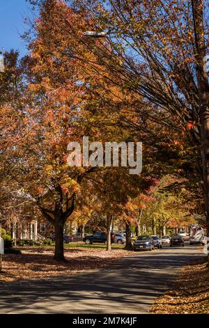 Vornehme Wohngegend von Chevy Chase. Maryland, MD, nordwestlich von Washington, D.C. , USA Stockfoto