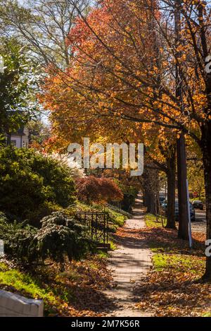 Vornehme Wohngegend von Chevy Chase. Maryland, MD, nordwestlich von Washington, D.C. , USA Stockfoto