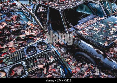 Alte verlassene Autos, die irgendwo in Belgien im Wald abgeladen wurden. Stockfoto