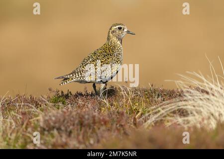 Der Goldene Pflug blickte nach rechts und befand sich in einem natürlichen Moorland mit Heidekraut und Gräsern. Wissenschaftliche Bezeichnung: Pluvialis apricaria. Ausgewachsener Vogel mit Sum Stockfoto