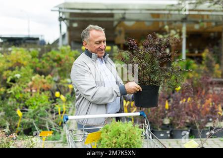 Kaukasischer Mann, der Sprossen im Gartencenter auswählt Stockfoto