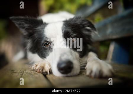 Border Collie Dog liegt auf einer Holzbank Stockfoto