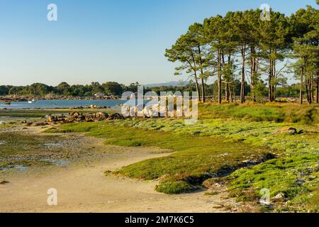 Strand bei Sonnenuntergang im Naturpark Carreirón in die Insel Arousa mit dem Pinienwald Stockfoto