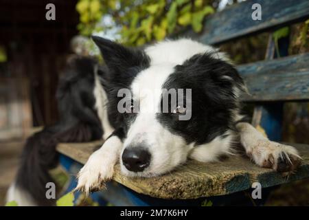 Border Collie Dog liegt auf einer Holzbank Stockfoto