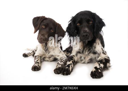 Kleine Munsterlanderhunde auf weißem Hintergrund Stockfoto