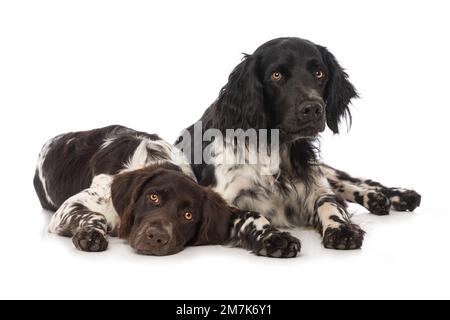Kleine Munsterlanderhunde auf weißem Hintergrund Stockfoto