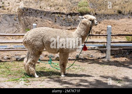 Lama auf dem Feld auf dem Land Stockfoto