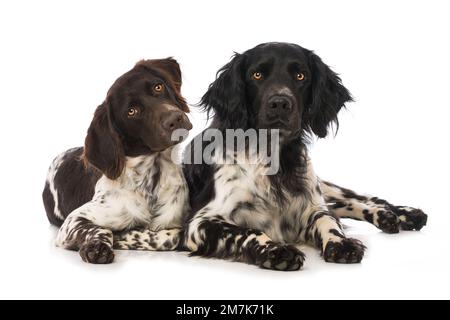 Kleine Munsterlanderhunde auf weißem Hintergrund Stockfoto
