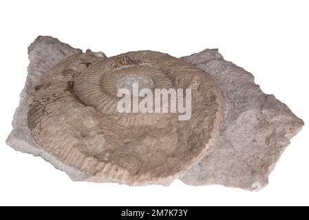 Versteinertes Ammonit. Alte Fossilkephalopoden-Weichtiere Stockfoto