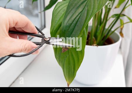 Person schneidet Zimmerpflanze Spathiphyllum, gemeinhin bekannt als spath oder Peace Lilien, braune Tote Blattspitzen. Blattbräunung kann zu viel Wasser enthalten. Stockfoto