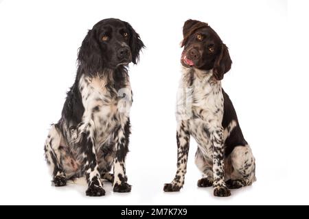 Kleine Munsterlanderhunde auf weißem Hintergrund Stockfoto