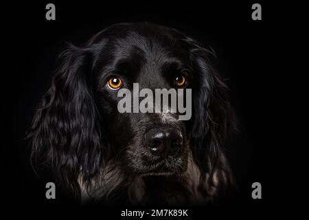 Kleiner Munsterlander-Hund auf schwarzem Hintergrund Stockfoto