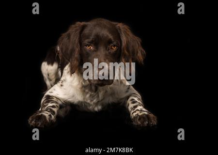 Kleiner Munsterlander-Hund auf schwarzem Hintergrund Stockfoto