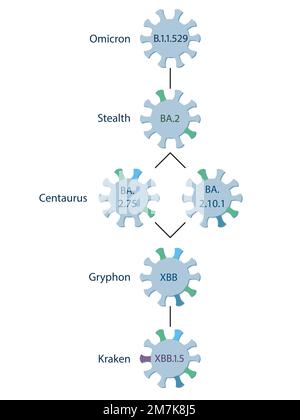 Ein schematisches Diagramm zeigt den Ursprung und die Entwicklung einer Subvariante XBB.1,5, die relativ zur XBB-Variante ist. Omicron Sublineages. Stock Vektor