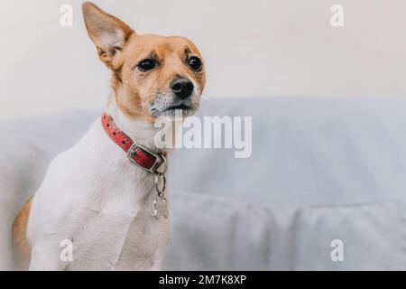 Süßes Jack-Russell-Terrier-Hundeporträt. Porträtfoto eines Hundes aus einem Hundefoto. Stockfoto