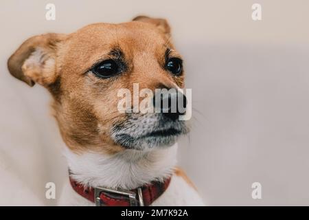 Süßes Jack-Russell-Terrier-Hundeporträt. Porträtfoto eines Hundes aus einem Hundefoto. Stockfoto