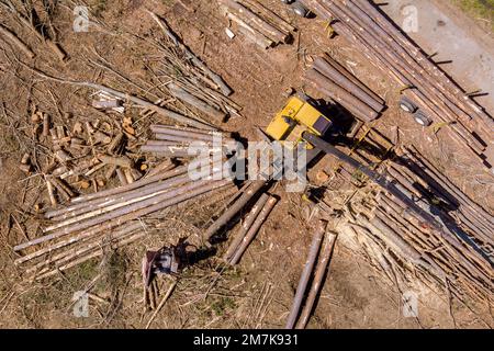 Der Kranführer, der gerade einen neuen Wald gefällt hat, beladen Baumstämme in einen riesigen Transporter Stockfoto