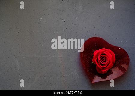 Rote Rose auf herzförmiger Platte, auf grauem Hintergrund Stockfoto