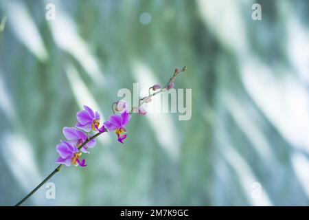 Wunderschöne Orchideenblumen mit grünem Hintergrund Stockfoto