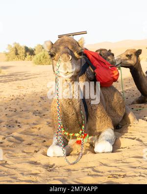 Nahaufnahme eines süßen Kamels, das an einem sonnigen Tag auf dem heißen Sand der Sahara in Marokko ruht Stockfoto
