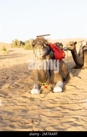 Ein vertikaler Schuss eines süßen Kamels, das an einem sonnigen Tag auf dem heißen Sand der Sahara-Wüste in Marokko ruht Stockfoto