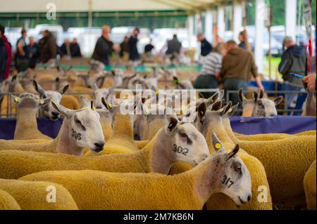 Bilder des Kelso Rame Sales 2022. Springwood Park, Border Union Showground, Kelso, Scottish Borders, Schottland, UK. Stellen Sie Sich Phil Wilkinson/Alam Vor Stockfoto