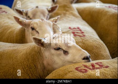 Bilder des Kelso Rame Sales 2022. Springwood Park, Border Union Showground, Kelso, Scottish Borders, Schottland, UK. Stellen Sie Sich Phil Wilkinson/Alam Vor Stockfoto