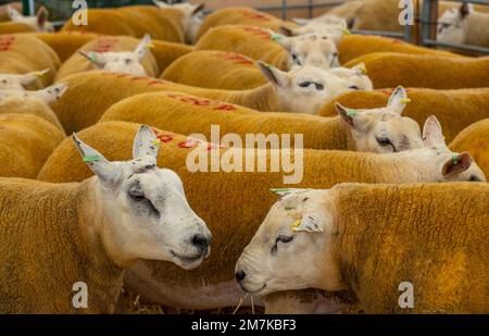 Bilder des Kelso Rame Sales 2022. Springwood Park, Border Union Showground, Kelso, Scottish Borders, Schottland, UK. Stellen Sie Sich Phil Wilkinson/Alam Vor Stockfoto