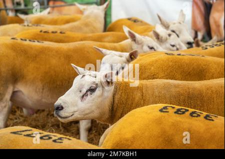 Bilder des Kelso Rame Sales 2022. Springwood Park, Border Union Showground, Kelso, Scottish Borders, Schottland, UK. Stellen Sie Sich Phil Wilkinson/Alam Vor Stockfoto