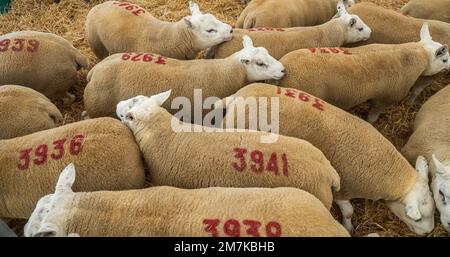 Bilder des Kelso Rame Sales 2022. Springwood Park, Border Union Showground, Kelso, Scottish Borders, Schottland, UK. Stellen Sie Sich Phil Wilkinson/Alam Vor Stockfoto