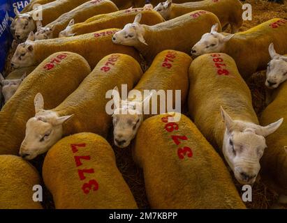 Bilder des Kelso Rame Sales 2022. Springwood Park, Border Union Showground, Kelso, Scottish Borders, Schottland, UK. Stellen Sie Sich Phil Wilkinson/Alam Vor Stockfoto