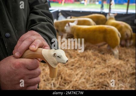 Bilder des Kelso Rame Sales 2022. Springwood Park, Border Union Showground, Kelso, Scottish Borders, Schottland, UK. Stellen Sie Sich Phil Wilkinson/Alam Vor Stockfoto