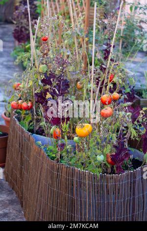 Tomaten, die in Pflanzmaschinen auf der urbanen Terrasse angebaut werden Stockfoto