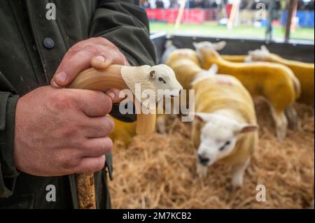 Bilder des Kelso Rame Sales 2022. Springwood Park, Border Union Showground, Kelso, Scottish Borders, Schottland, UK. Stellen Sie Sich Phil Wilkinson/Alam Vor Stockfoto