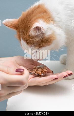 Der Besitzer füttert die Katze mit einem Löffel. Ein Mann füttert eine Katze. Junge Katze frisst von der Hand Stockfoto