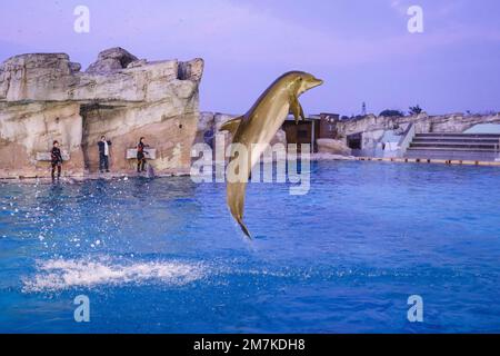Riccione, Italien. 31. Dezember 2022. Ein allgemeiner Blick auf die Delfinshow im Oltremare Theme Park am 31. Dezember 2022 in Riccione, Italien (Foto von Alessandro Bremec/NurPhoto) Kredit: NurPhoto SRL/Alamy Live News Stockfoto