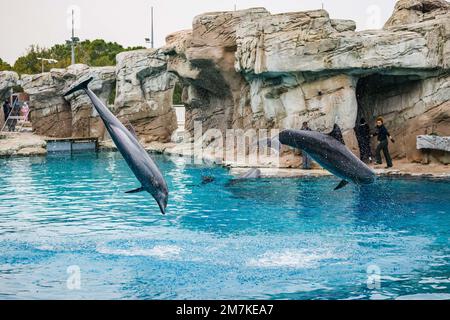 Riccione, Italien. 31. Dezember 2022. Ein allgemeiner Blick auf einen Delfin im Oltremare Theme Park am 31. Dezember 2022 in Riccione, Italien, im Oltremare Theme Park am 31. Dezember 2022 in Riccione, Italien (Foto von Alessandro Bremec/NurPhoto) Kredit: NurPhoto SRL/Alamy Live News Stockfoto
