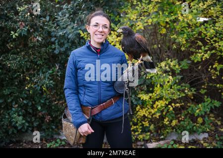 Riccione, Italien. 31. Dezember 2022. Ein allgemeiner Blick auf einen Falken im Oltremare Theme Park am 31. Dezember 2022 in Riccione, Italien (Foto von Alessandro Bremec/NurPhoto) Kredit: NurPhoto SRL/Alamy Live News Stockfoto