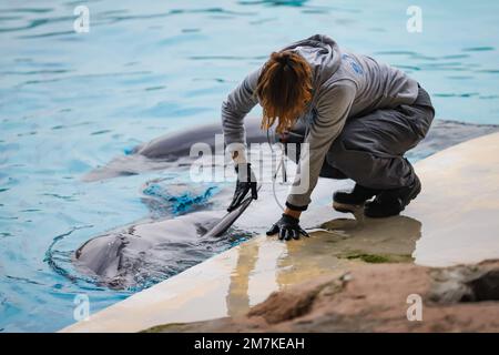 Riccione, Italien. 31. Dezember 2022. Ein allgemeiner Blick auf einen Delfin im Oltremare Theme Park am 31. Dezember 2022 in Riccione, Italien, im Oltremare Theme Park am 31. Dezember 2022 in Riccione, Italien (Foto von Alessandro Bremec/NurPhoto) Kredit: NurPhoto SRL/Alamy Live News Stockfoto