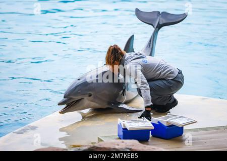 Riccione, Italien. 31. Dezember 2022. Ein allgemeiner Blick auf einen Delfin im Oltremare Theme Park am 31. Dezember 2022 in Riccione, Italien, im Oltremare Theme Park am 31. Dezember 2022 in Riccione, Italien (Foto von Alessandro Bremec/NurPhoto) Kredit: NurPhoto SRL/Alamy Live News Stockfoto