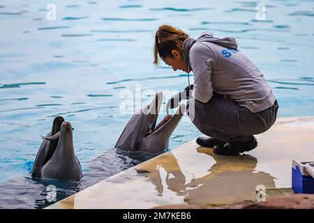 Riccione, Italien. 31. Dezember 2022. Ein allgemeiner Blick auf einen Delfin im Oltremare Theme Park am 31. Dezember 2022 in Riccione, Italien, im Oltremare Theme Park am 31. Dezember 2022 in Riccione, Italien (Foto von Alessandro Bremec/NurPhoto) Kredit: NurPhoto SRL/Alamy Live News Stockfoto