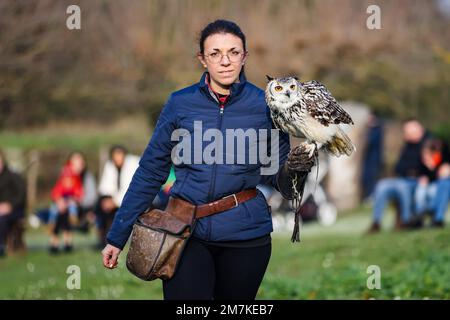 Riccione, Italien. 31. Dezember 2022. Ein allgemeiner Blick auf eine Eule im Freizeitpark Oltremare am 31. Dezember 2022 in Riccione, Italien (Foto von Alessandro Bremec/NurPhoto)0 Kredit: NurPhoto SRL/Alamy Live News Stockfoto