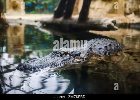 Riccione, Italien. 31. Dezember 2022. Ein allgemeiner Blick auf ein Krokodil im Oltremare Theme Park am 31. Dezember 2022 in Riccione, Italien (Foto von Alessandro Bremec/NurPhoto) Kredit: NurPhoto SRL/Alamy Live News Stockfoto