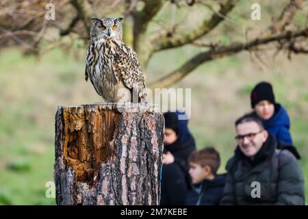 Riccione, Italien. 31. Dezember 2022. Ein allgemeiner Blick auf eine Eule im Freizeitpark Oltremare am 31. Dezember 2022 in Riccione, Italien (Foto von Alessandro Bremec/NurPhoto)0 Kredit: NurPhoto SRL/Alamy Live News Stockfoto