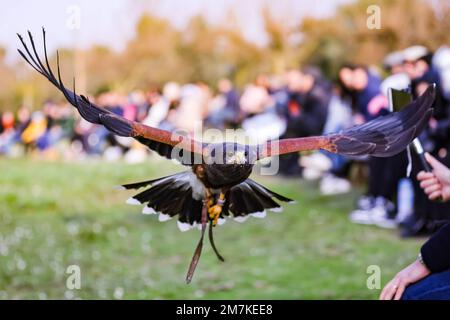 Riccione, Italien. 31. Dezember 2022. Ein allgemeiner Blick auf einen Falken im Oltremare Theme Park am 31. Dezember 2022 in Riccione, Italien (Foto von Alessandro Bremec/NurPhoto) Kredit: NurPhoto SRL/Alamy Live News Stockfoto