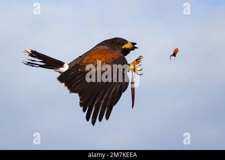 Riccione, Italien. 31. Dezember 2022. Ein allgemeiner Blick auf einen Falken im Oltremare Theme Park am 31. Dezember 2022 in Riccione, Italien (Foto von Alessandro Bremec/NurPhoto) Kredit: NurPhoto SRL/Alamy Live News Stockfoto